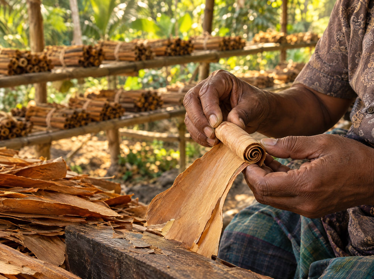 Ceylon-Zimtrinde wird in Sri Lanka von Hand zu Zimtstangen gerollt (Symbolbild)